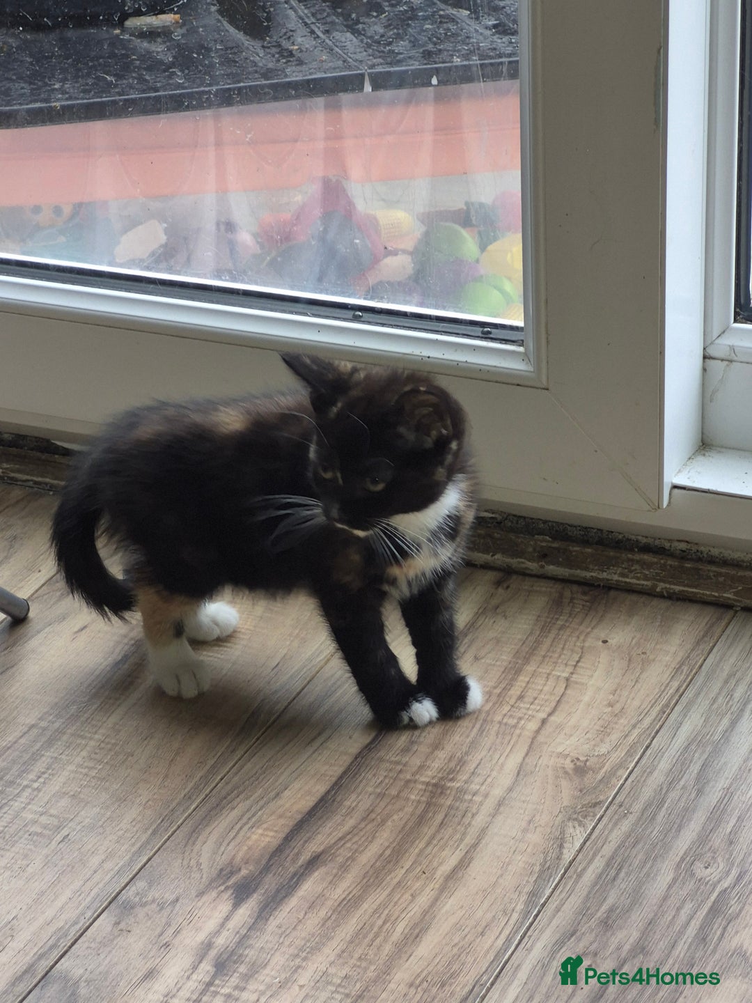 Mixed Breed cats for sale: Looking for there forever Home  - Image 6