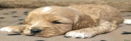 Cavapoo dogs for sale: Stunning F1 DNA Clear Cavapoo Puppies  - Advert 15
