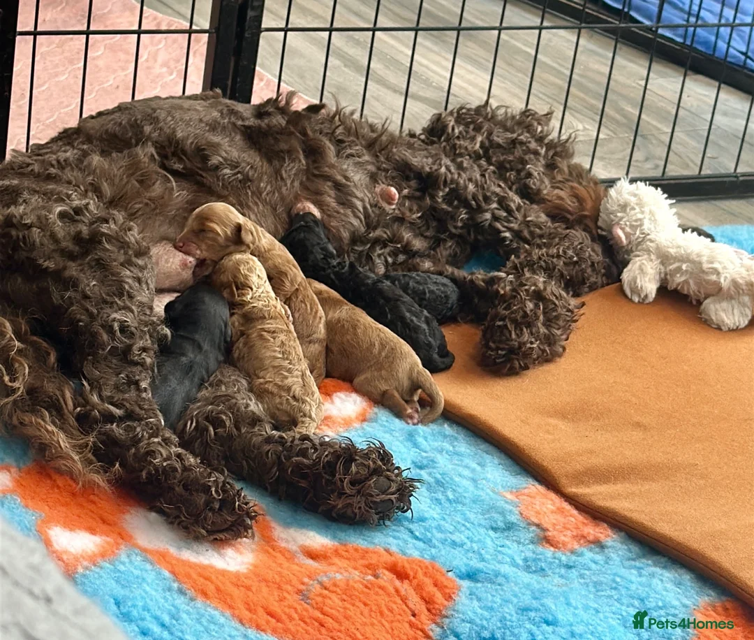 Cockapoo dogs for sale: Cockapoo Puppies  - Advert 5