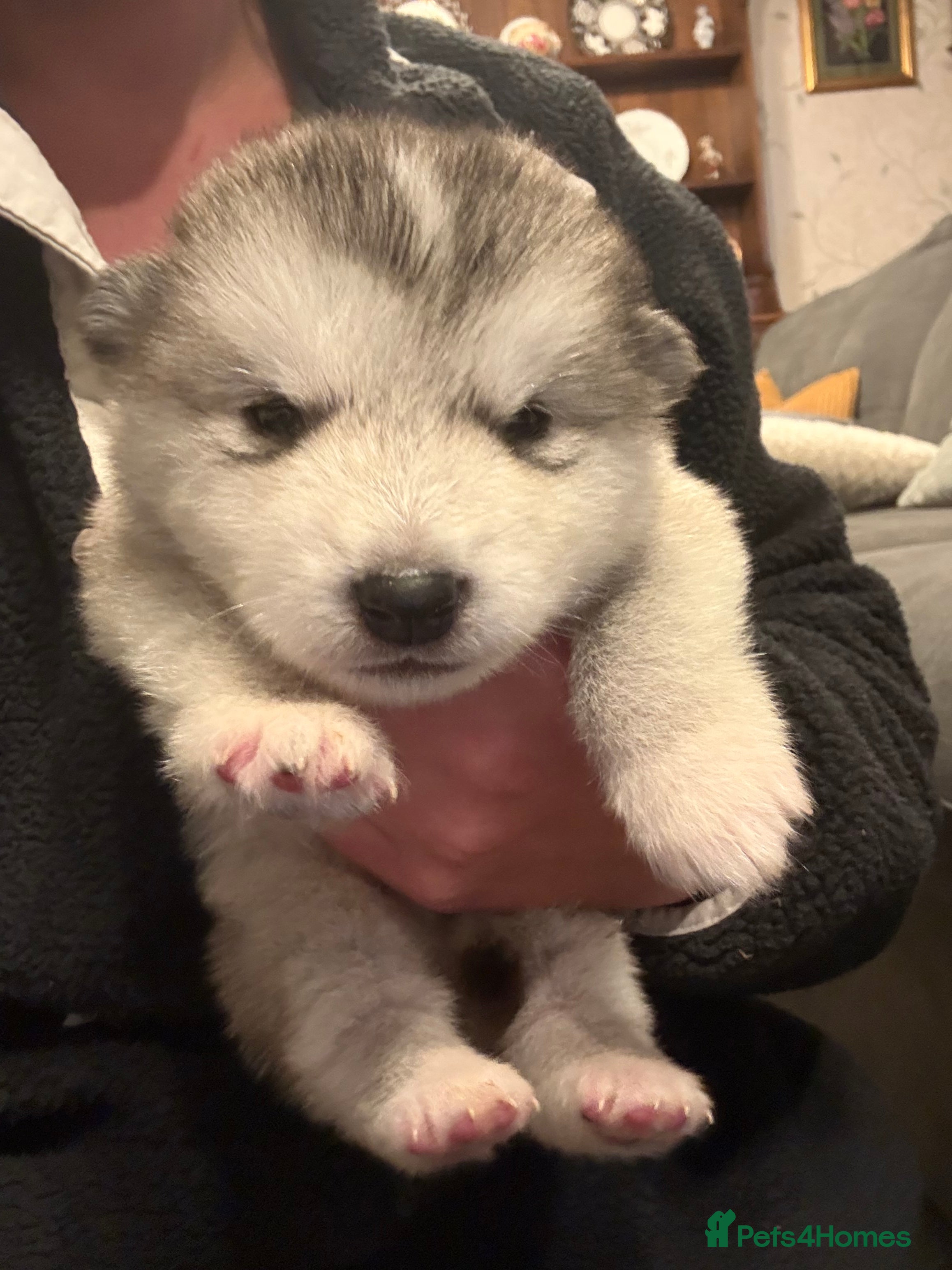 Alaskan Malamute dogs for sale: K.C Registered Quality Alaskan Malamute Puppies - Advert 18
