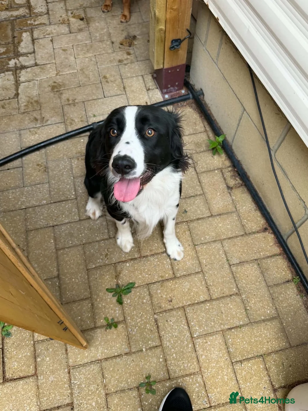 Sprollie dogs for sale: 11 month old male sprollie  - Advert 2