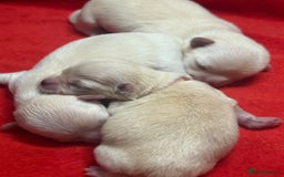 Mixed Breed dogs for sale: OUTSTANDING TINY GIRL MALCHIS - Image 5