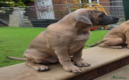 Cane Corso dogs for sale: Excellent Bloodline cane corso puppies ready now - Image 12