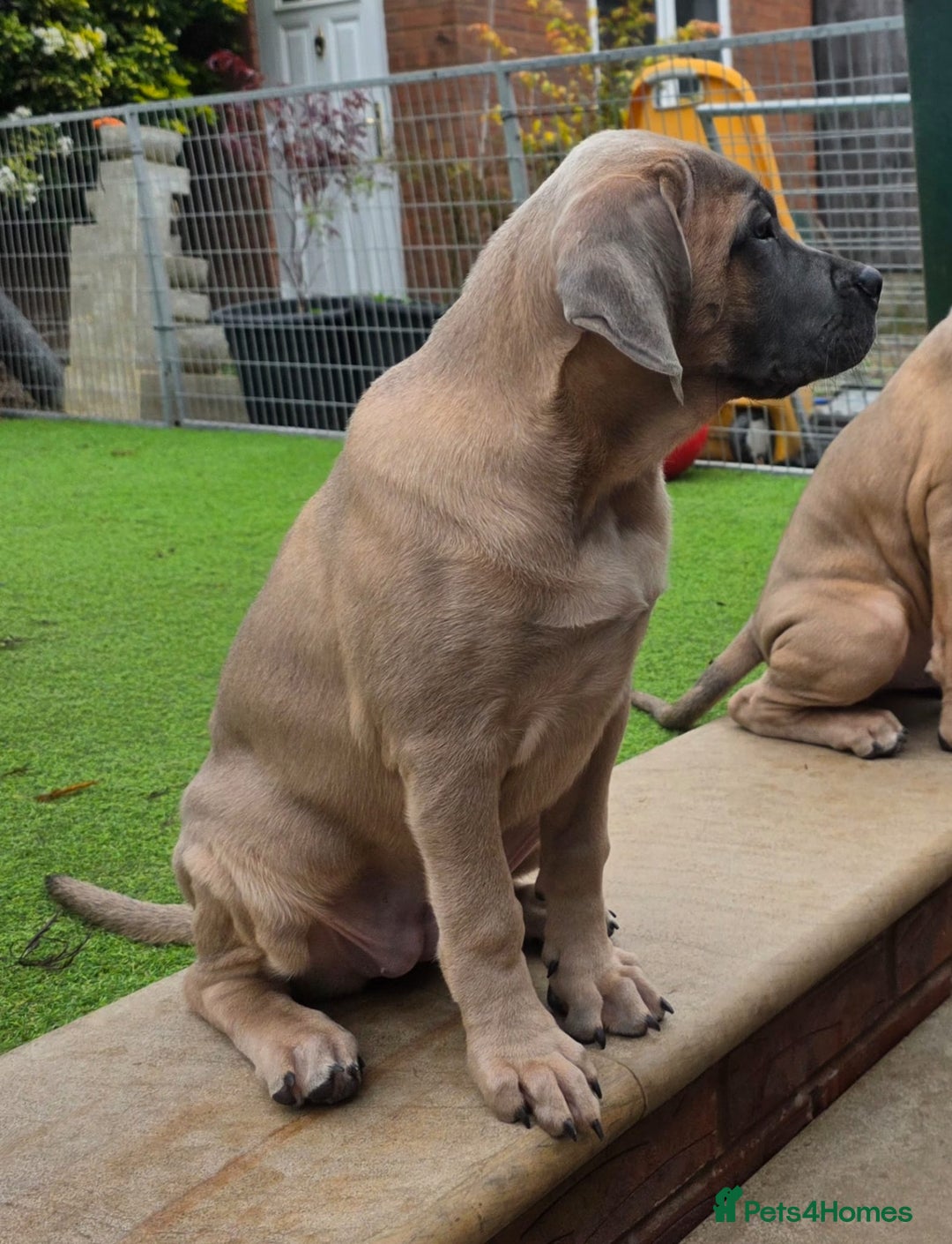 Cane Corso dogs for sale: Excellent Bloodline cane corso puppies ready now - Image 12