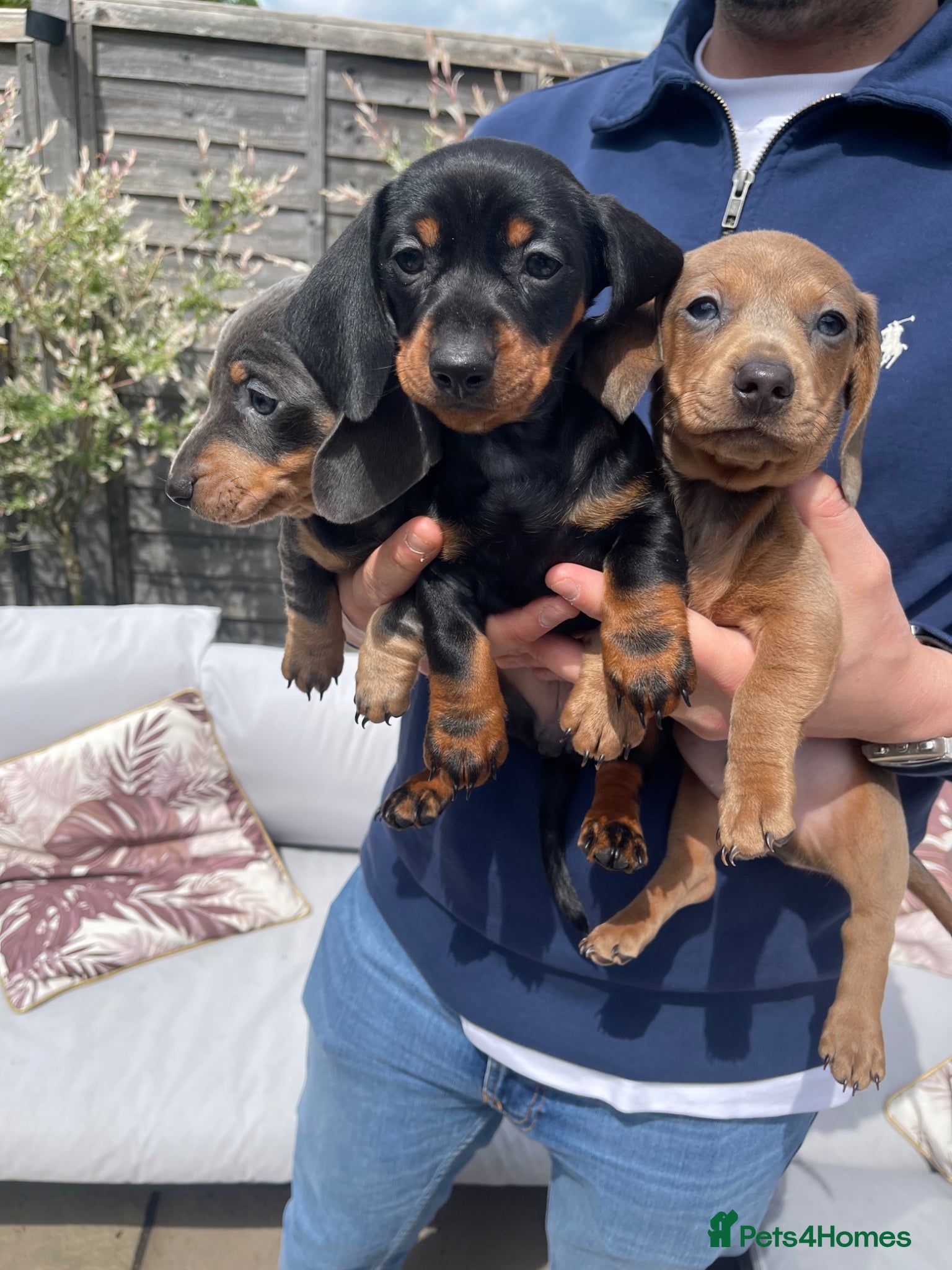 Miniature Dachshund dogs Ready to Collect! Miniature Dachshund Puppies 🐾  - Advert 2