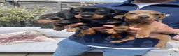 Miniature Dachshund dogs for sale: Beautiful Miniature Dachshund Puppies Ready 🐾  - Advert 4