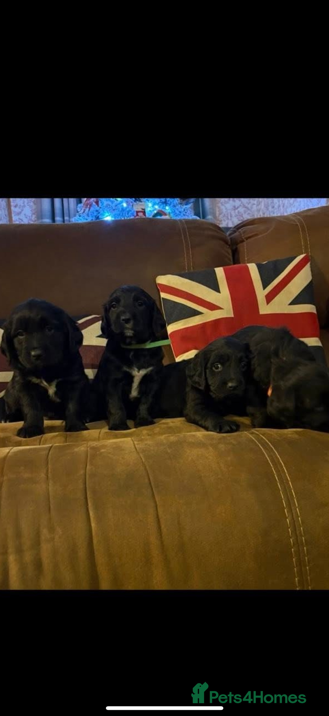 Mixed Breed dogs for sale: Golden Retriever cross Sprollies - Advert 5