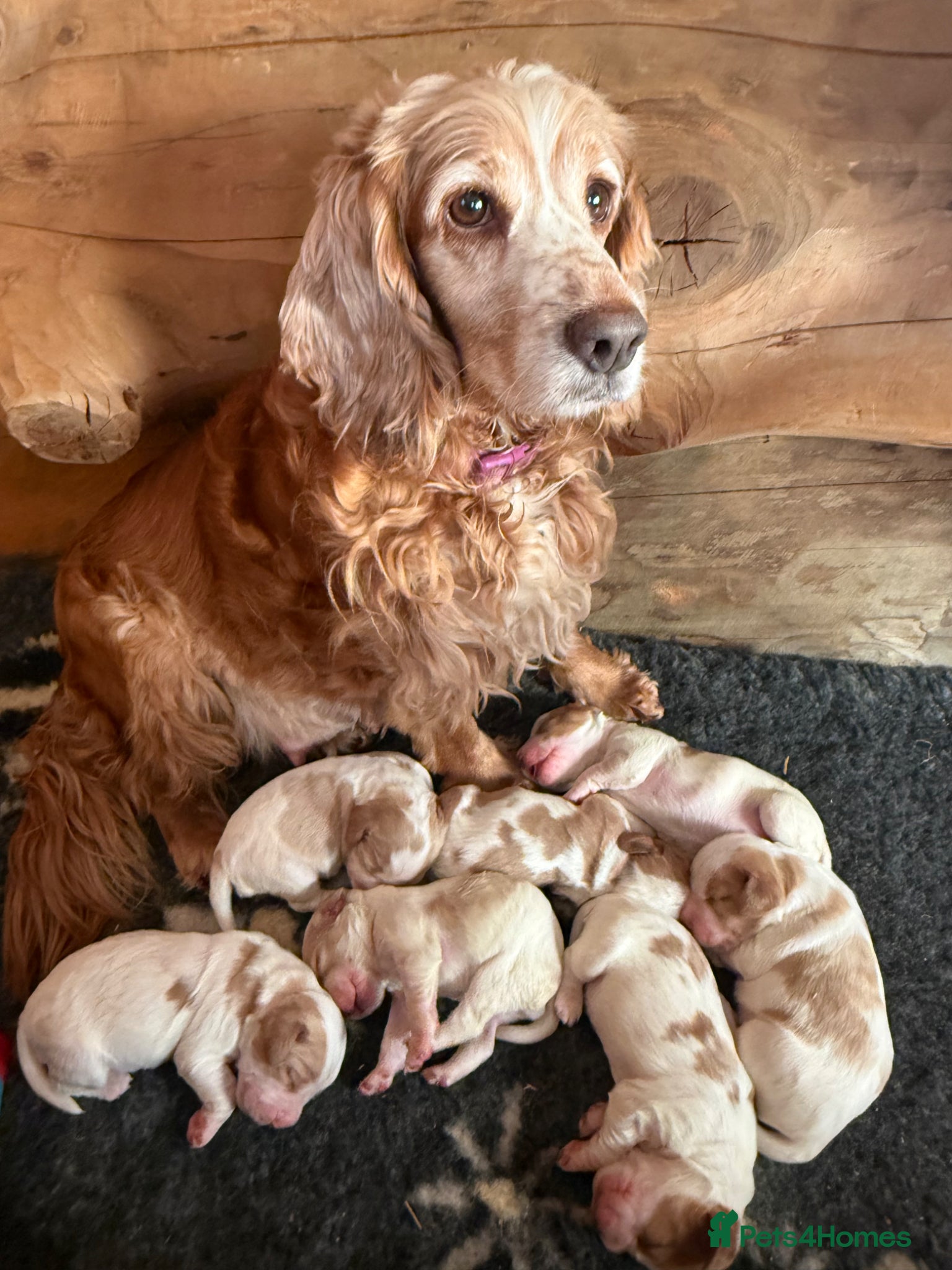 Cocker Spaniel dogs Working cocker spaniels  - Advert 1