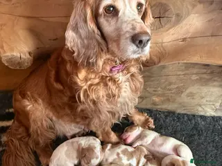 Cocker Spaniel dogs Working cocker spaniels - Advert 2