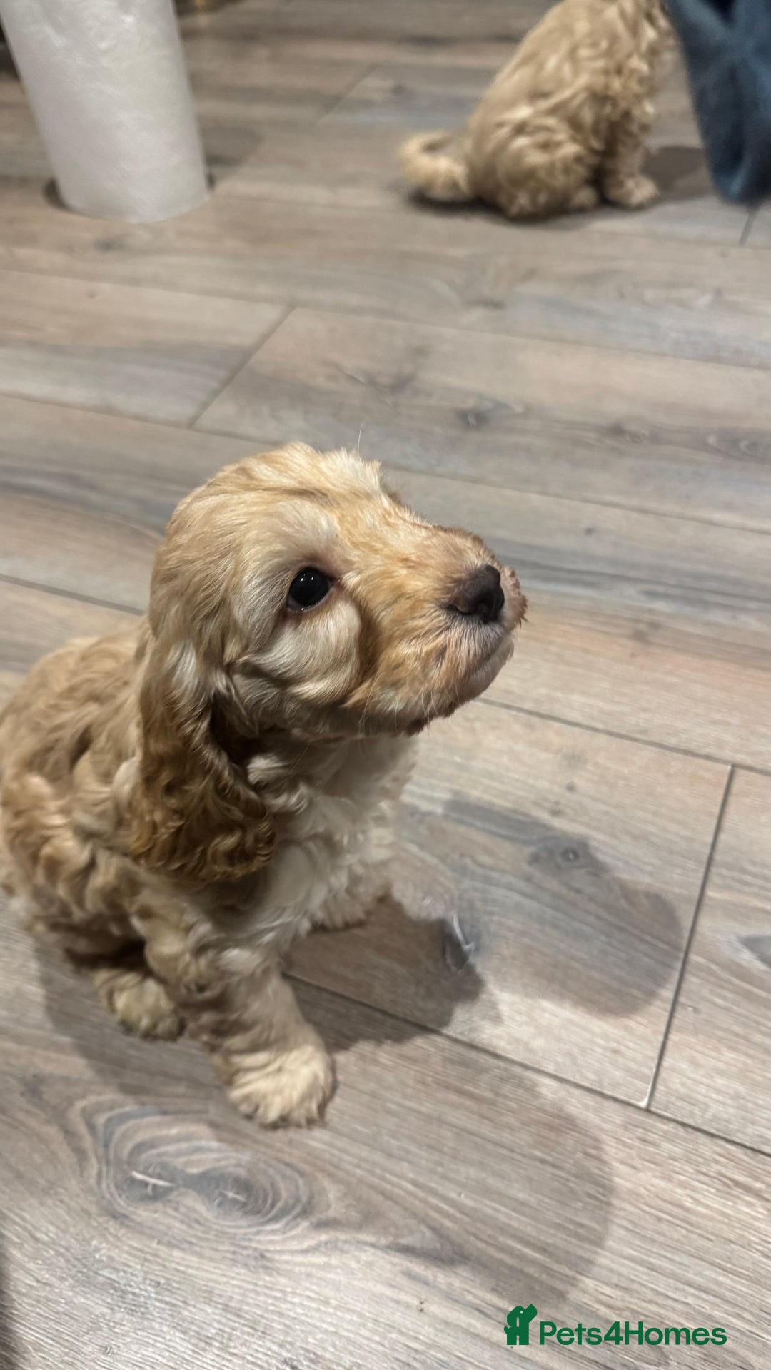Cockapoo dogs for sale: Cockerpoos f2b - Advert 5