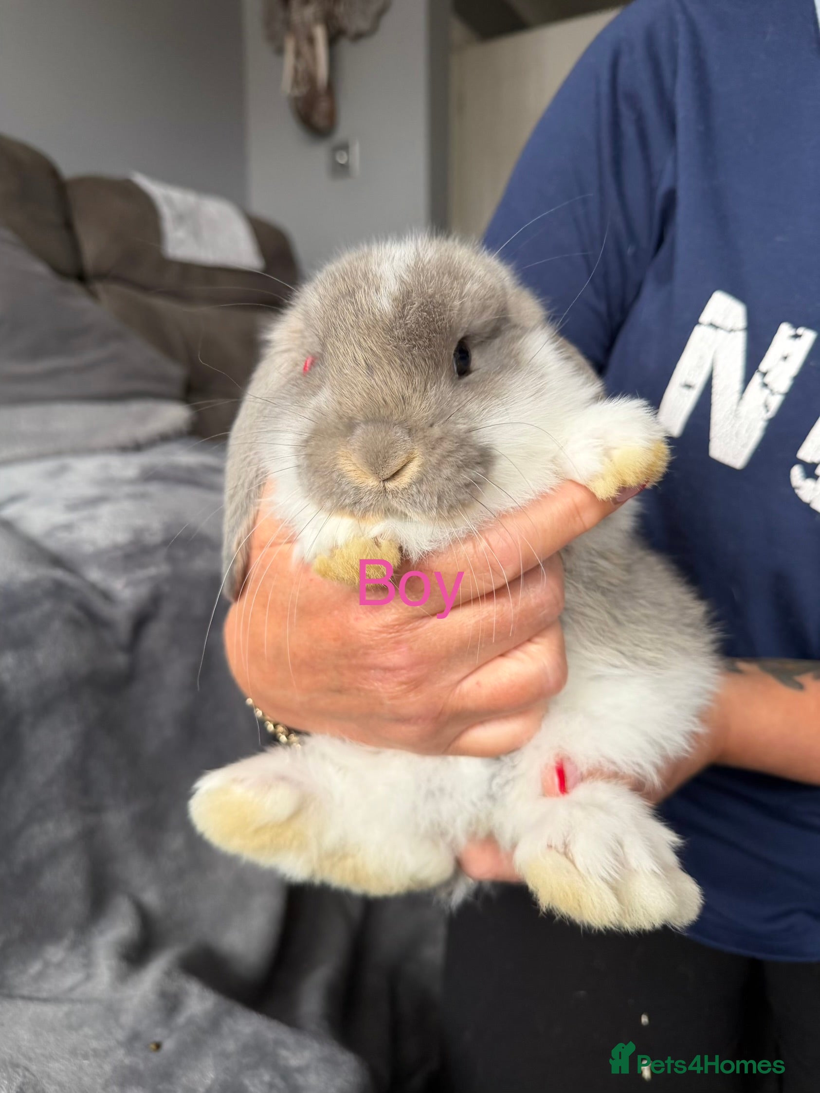 French Lop rabbits French lops  - Advert 2