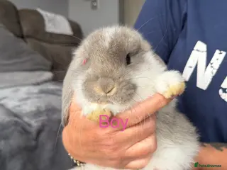 French Lop rabbits French lops - Advert 2