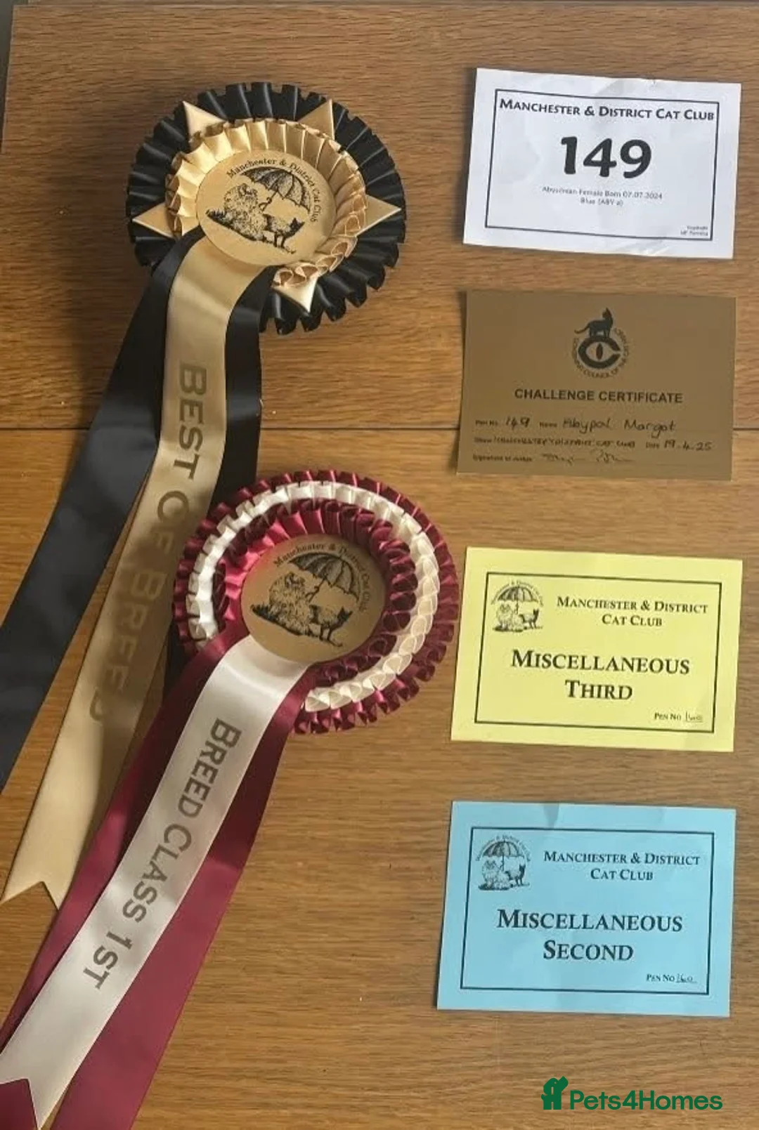 Abyssinian cats for sale: Marvellous Margot  - Advert 13