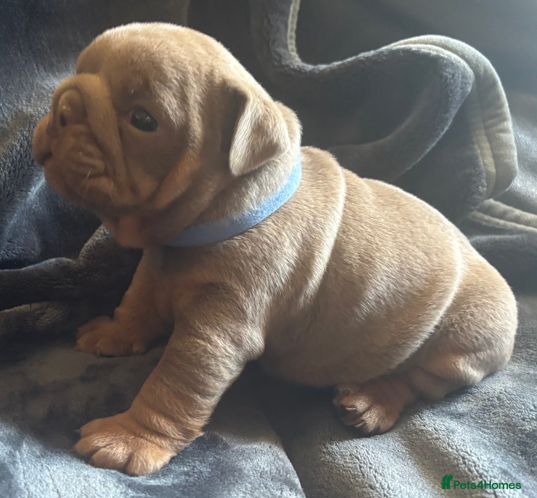 English Bulldog dogs for sale: Top Quality Chunky KC English Bulldogs  in Lampeter - Image 13