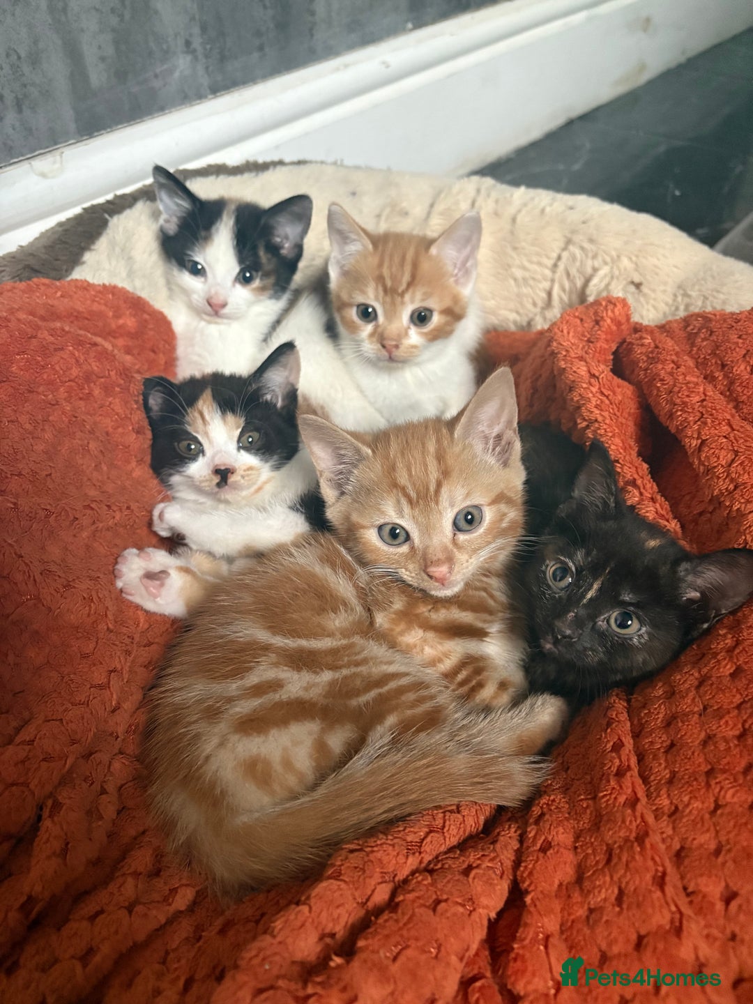 Aegean cats for sale: Aegean Kittens are looking for new home - Image 2