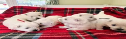 West Highland Terrier dogs for sale: West Highland White Terrier Pups - Advert 4