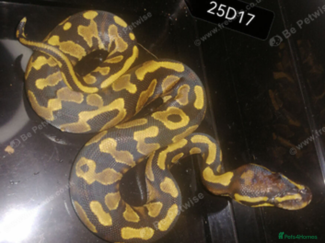 Python Snake reptiles for sale: Royal Python babies - Advert 4