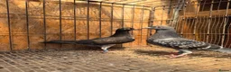 Pigeons birds for sale: BEAUTIFUL TIGER GRIZZLE RACING PIGEONS - Advert 6