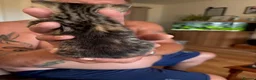 Mixed Breed cats for sale: Beautiful kittens with very unusual markings  - Advert 4
