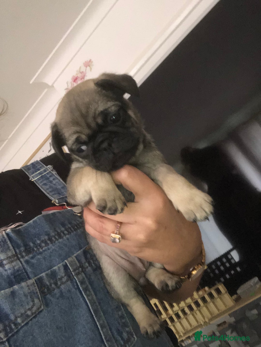 Pug dogs for sale: Rare apricot fawn female pug puppy ready now  - Advert 2
