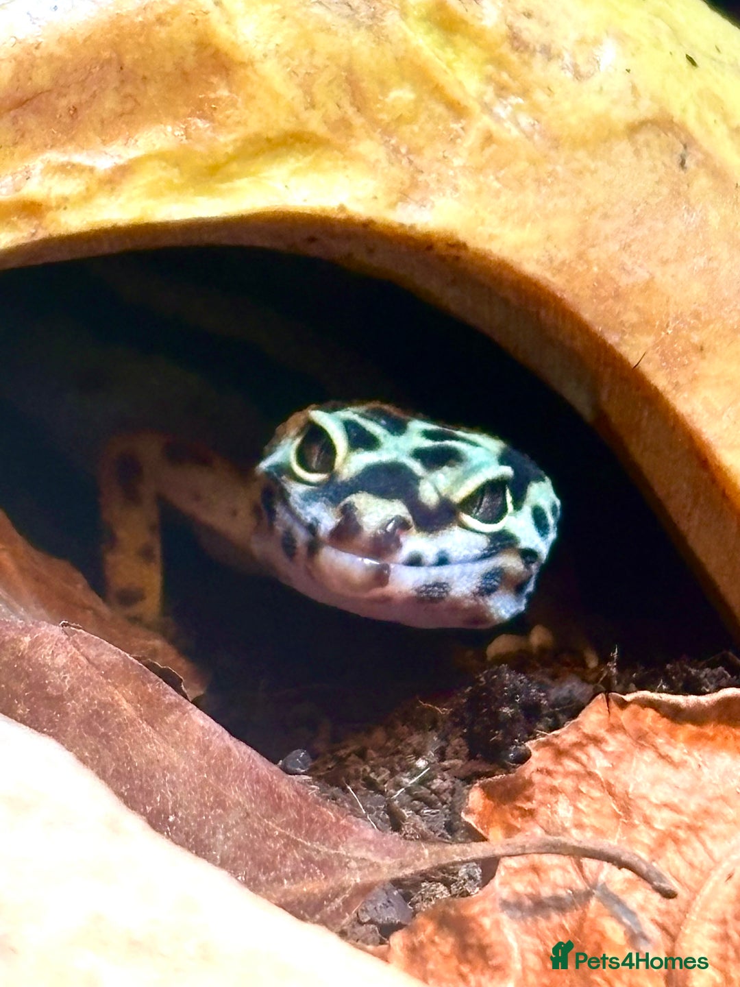 Leopard Gecko reptiles for sale: Zorro Bandit leopard gecko + set up - Advert 3