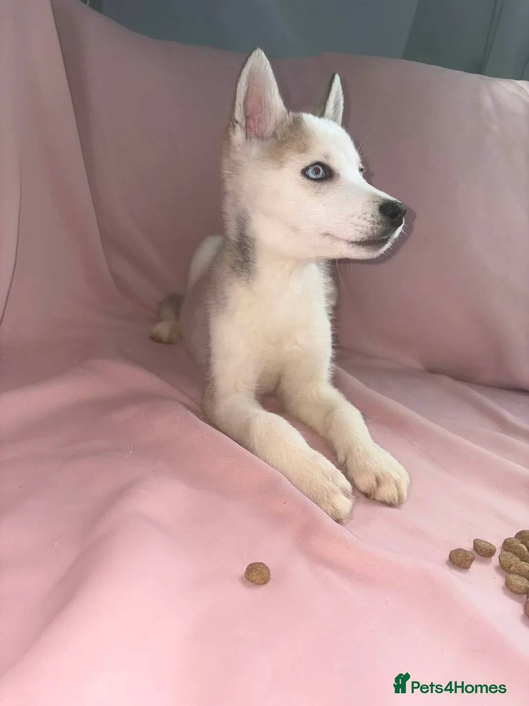 Siberian Husky dogs for sale: Male Husky Puppies - Advert 12