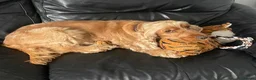 Cocker Spaniel dogs for sale: Adult female cocker dpaniel - Advert 3
