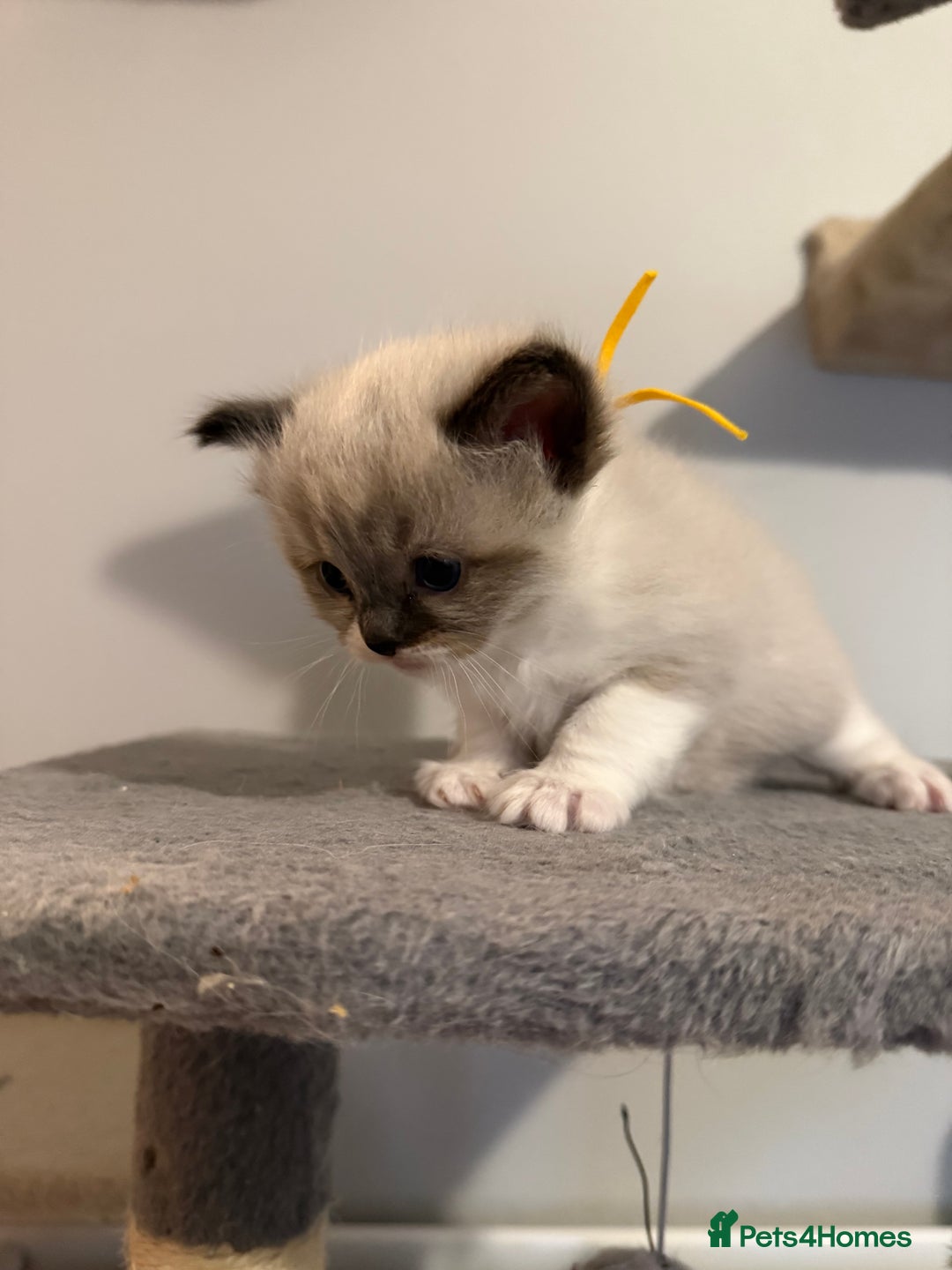 Ragdoll cats for sale: Ragdoll - Advert 9