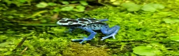 Frog reptiles for sale: Two Adult Koetari River Dart Frogs Sisters - Advert 7