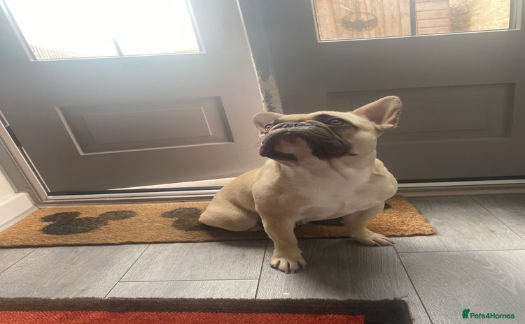 French Bulldog dogs - Advert 6