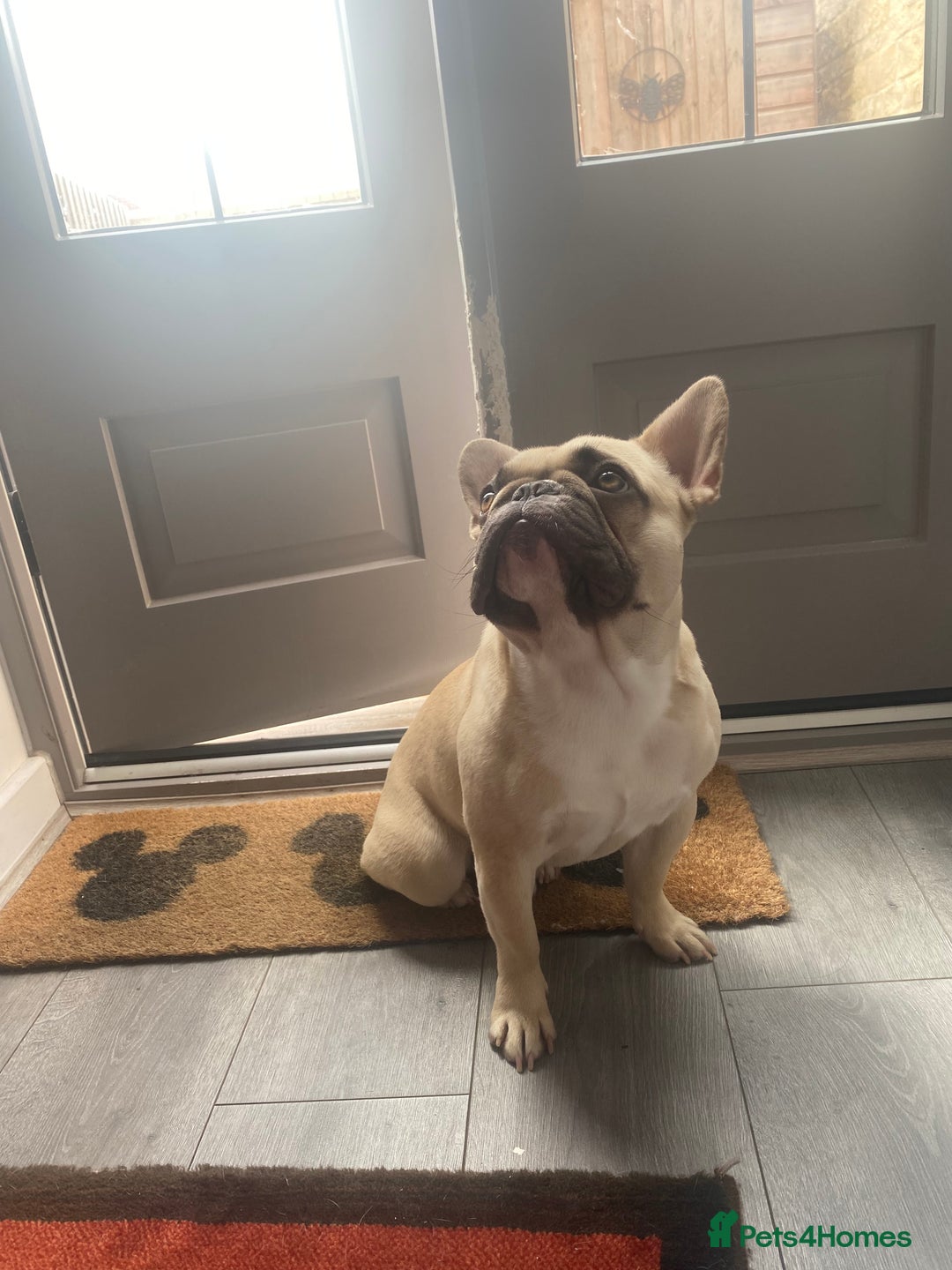 French Bulldog dogs for sale: French male bulldog  - Image 1