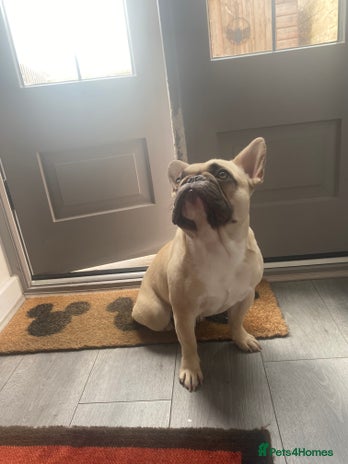 French Bulldog dogs - Advert 6