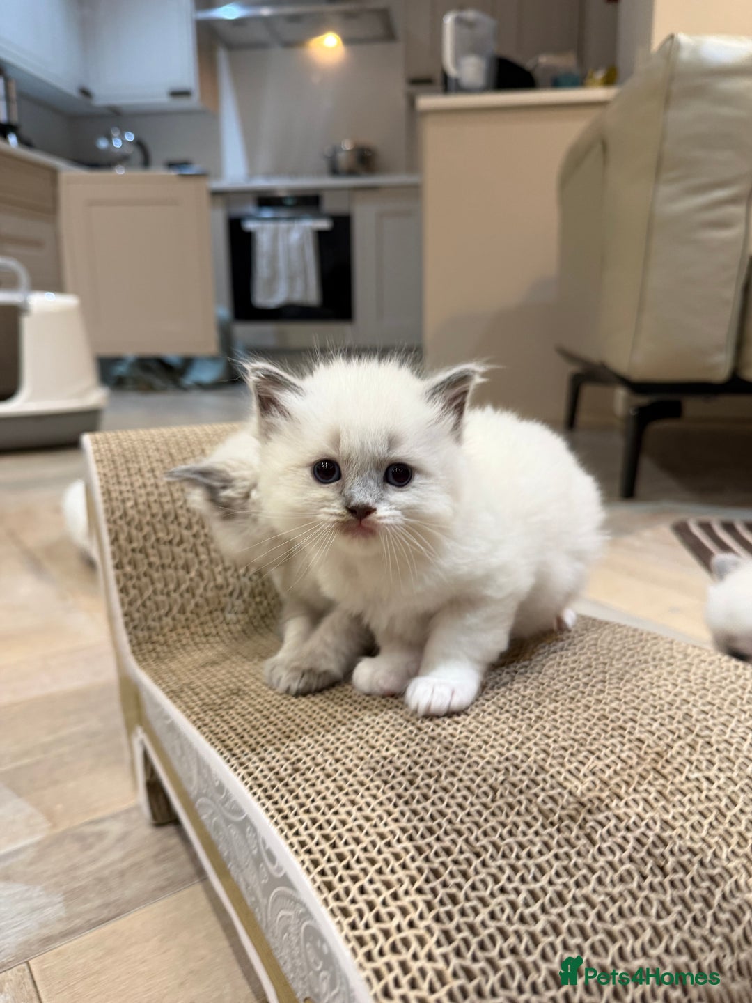 Ragdoll cats for sale: 5 PURE adorable💙💗Ragdolls💗💙ready to leave soon - Advert 13