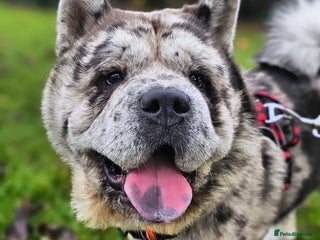 Chow Chow dogs Proven Rare Smooth Coat Blue Merle BIG POPPA PABLO - Advert 3