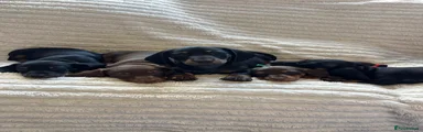 Miniature Dachshund 2