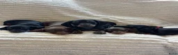 Miniature Dachshund dogs for sale: Beautiful litter of miniature dachshund pups - Advert 5