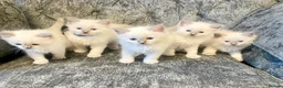 Ragdoll cats for sale: Ragdoll kittens - Advert 6