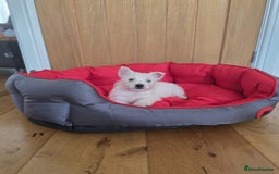 West Highland Terrier dogs for sale: 2 Female West Highlands Puppies - Image 9
