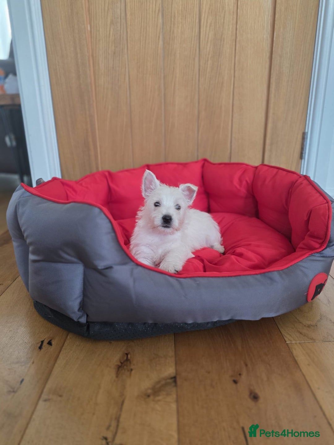 West Highland Terrier dogs for sale: 2 Female West Highlands Puppies - Image 9