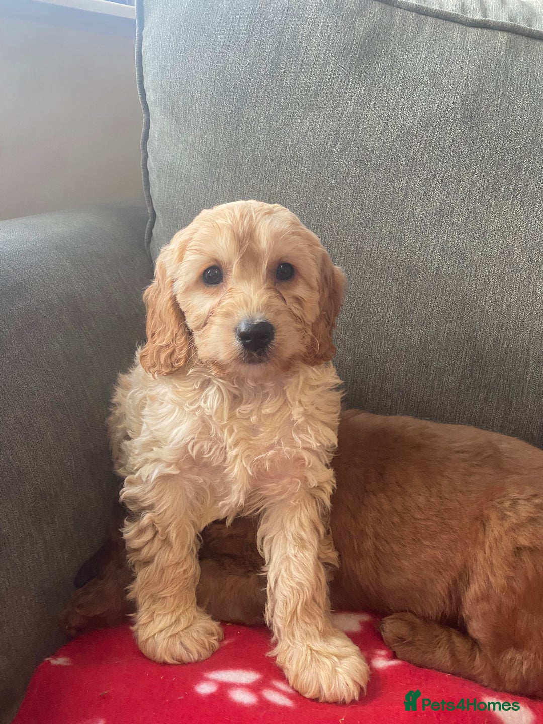 Cockapoo dogs for sale: Beautiful cockapoos - Advert 5