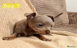 Russian Toy Terrier dogs for sale: Pure blood Russian Toy smooth and long haired - Image 2