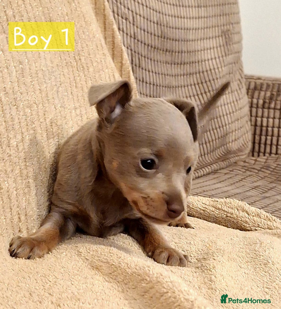 Russian Toy Terrier dogs for sale: Pure blood Russian Toy smooth and long haired - Image 2