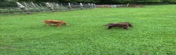 Cocker Spaniel dogs for sale: 6 Liver Cocker Spaniel Puppies - Advert 6