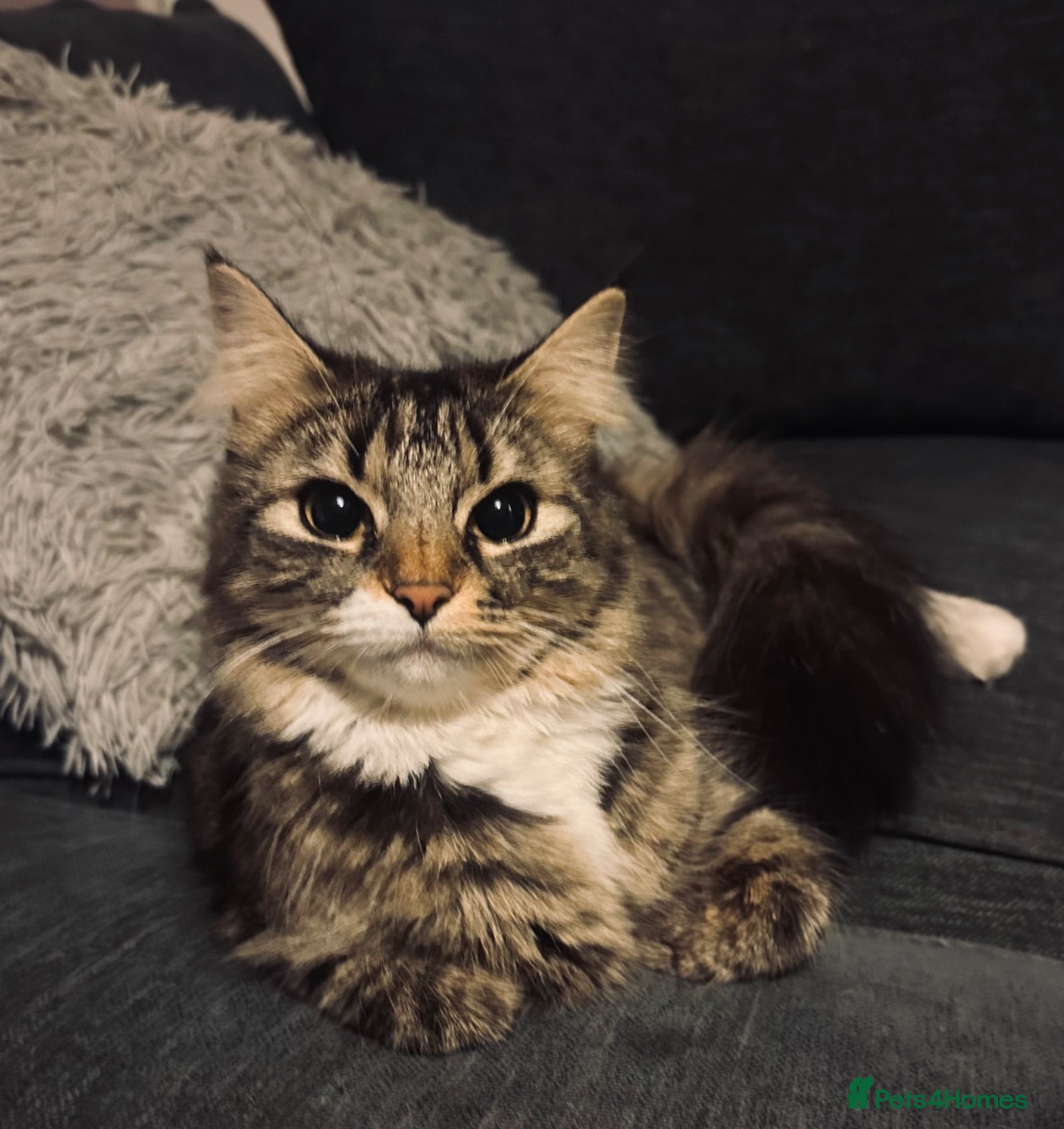 Mixed Breed cats 4 Kittens looking for homes  - Advert 17