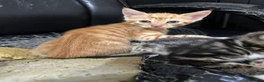 Domestic Shorthair 3