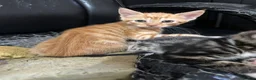 Domestic Shorthair cats for sale: cute Kittens Looking for Their Forever Homes 🐾 - Advert 34