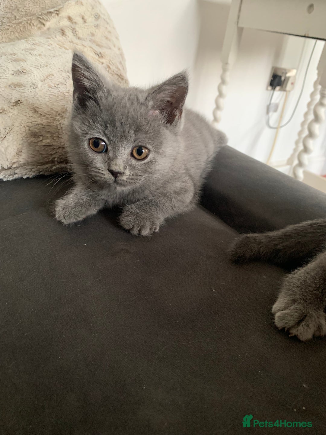 British Shorthair cats for sale: British shorthair kittens  - Image 2