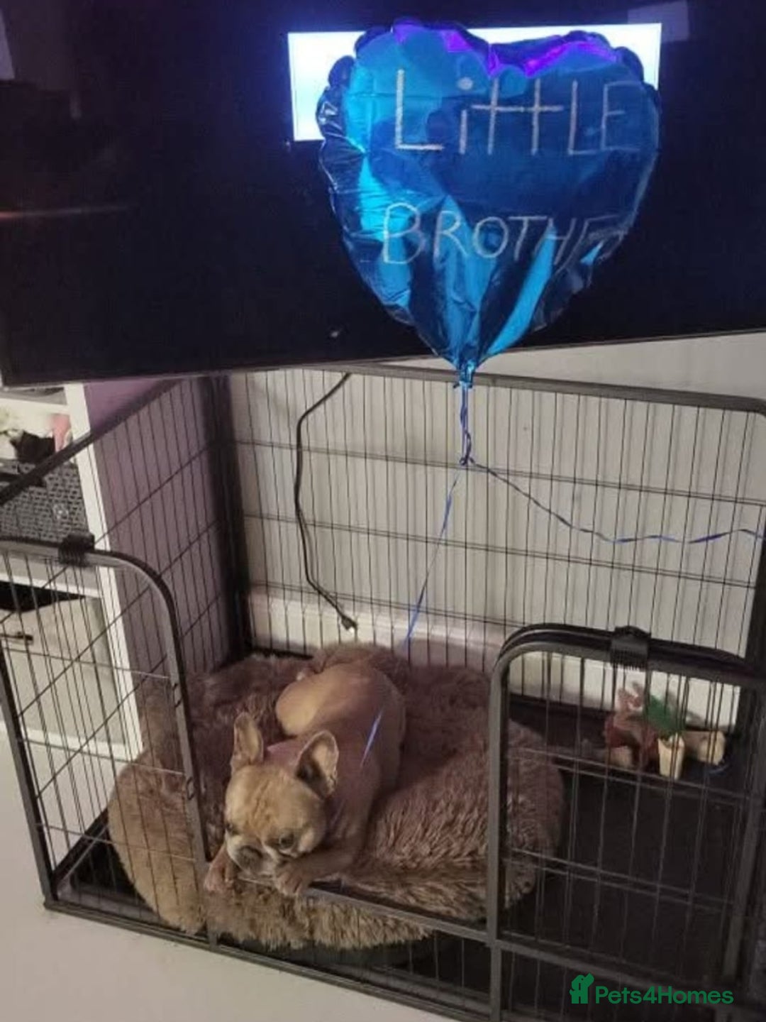 French Bulldog dogs for sale: Frenchie requiring forever home - Advert 4