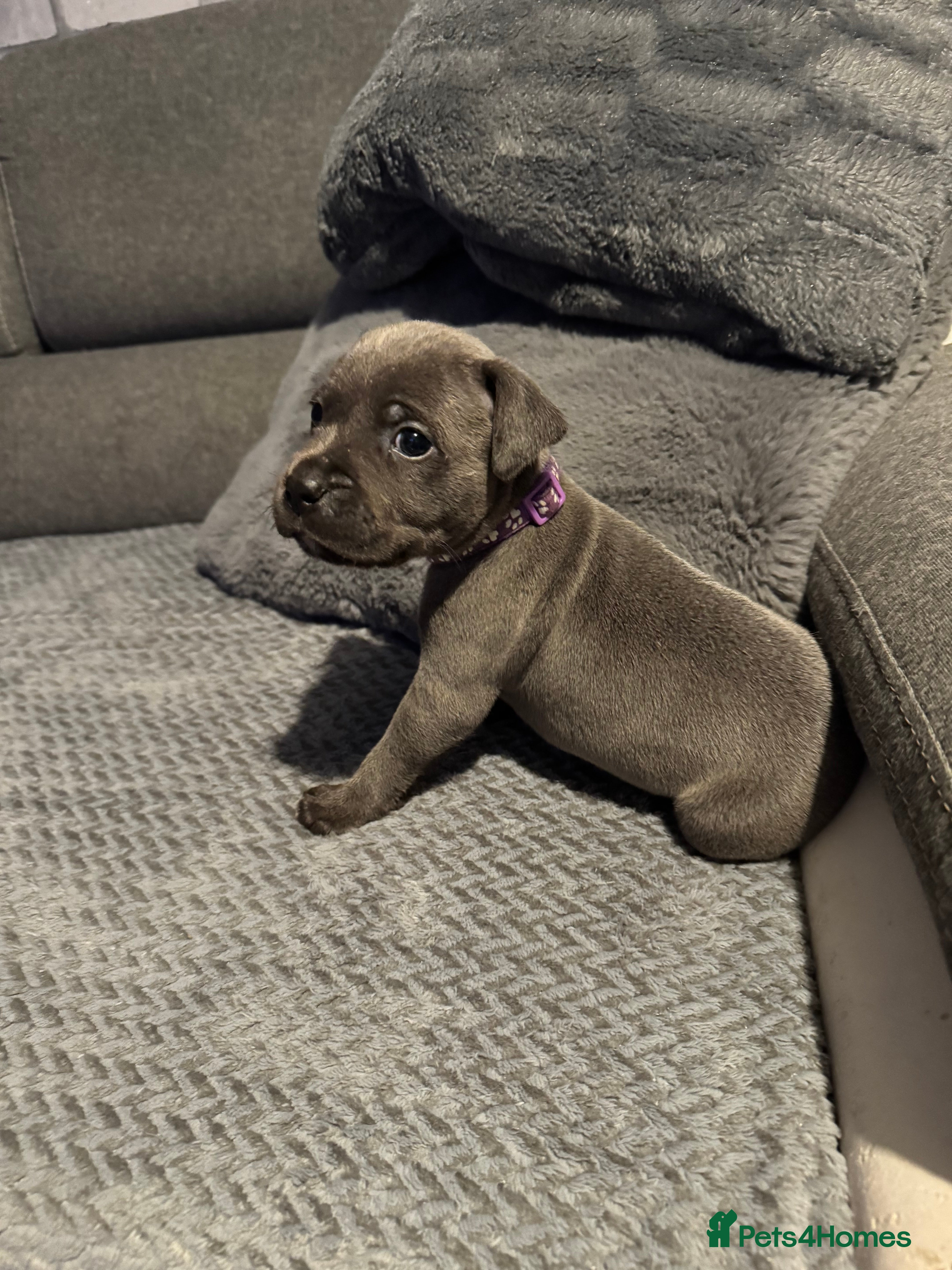 Staffordshire Bull Terrier dogs One ❤️Girl ❤️left  - Advert 3