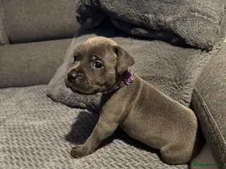 Staffordshire Bull Terrier dogs One ❤️Girl ❤️left - Advert 3
